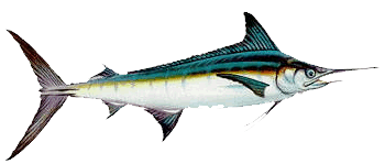 Pesca Oceanica - Marlin